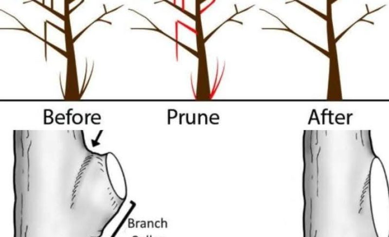 Professional arborist demonstrating proper tree pruning techniques