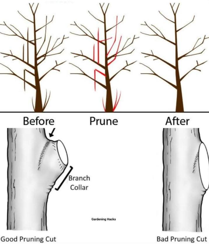 Professional arborist demonstrating proper tree pruning techniques