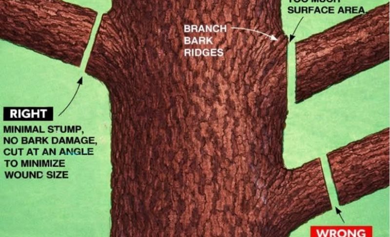 Proper tree pruning cut outside the branch collar for healthy tree growth