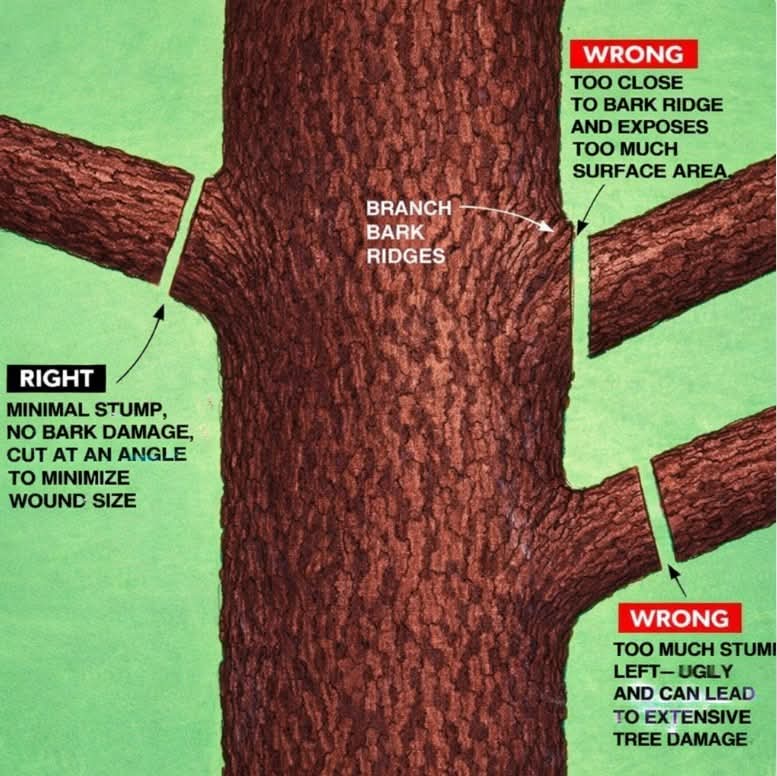 Proper tree pruning cut outside the branch collar for healthy tree growth